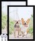 8.5x11 Picture Frame Set of 2, Black Photo Frames High Transparent Wall Gallery Desktop Horizontal Vertical for Canvas Collage Photo Poster Certificate